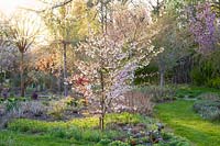 Jardin au printemps avec Prunus Pink Ballerina 