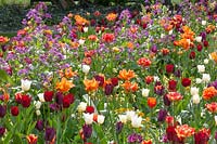 Lit avec tulipes, Tulipa Havran, Tulipa Ronaldo, Tulipa National Velvet, Tulipa City of Vancouver, Lunaria annua 