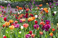 Lit avec tulipes, Tulipa Havran, Tulipa Ronalso, Tulipa National Velvet, Tulipa City of Vancouver, Lunaria annua 