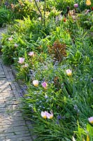 Lit au printemps avec Myosotis et Tulipa bakeri Lilac Wonder 
