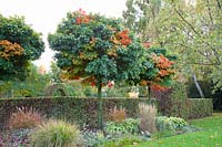 Chêne des marais en boule en automne, Quercus palustris nain vert 