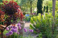 Jardin méditerranéen, Euphorbia characias, Allium Globemaster, Cotinus coggygria Royal Purple 