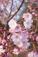 Fleurs du cerisier ornemental, Prunus Pink Ballerina 