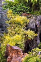 Abies concolor 'Winter Gold' dans une rocaille. Peut 