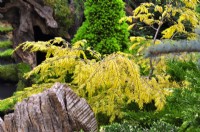 Tsuga canadensis 'Aurea' dans un jardin de rocaille. Peut 