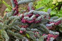 Abies procera 'Glauca Prostrata' - Sapin noble aux jeunes fruits rouges et aiguilles bleues dans le jardin printanier. Peut 