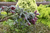 Brunch décoratif d'Abies procera 'Glauca Prostrata' - Sapin noble aux jeunes fruits rouges et aiguilles bleues dans le jardin printanier. Peut 