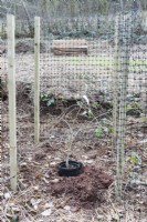 Cage composée de poteaux en bois avec filet en plastique pour protéger les arbres nouvellement plantés du broutage des animaux. Mars. Printemps. 
