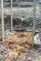 Cage composée de poteaux en bois avec filet en plastique pour protéger les arbres nouvellement plantés du broutage des animaux. Arbre paillé avec de la sciure de bois. Mars. Printemps. 