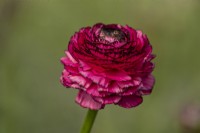 Ranunculus asiaticus italien, renoncule persane 'Ligne Elégance, Rosa Striato 739-19' 