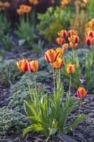 Tulipa 'L'élite d'Apeldoorn' 