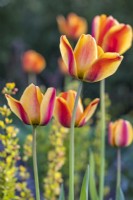 Tulipa 'Apeldoorn's Elite', mai 