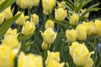 Tulipa 'Amitié mondiale' 