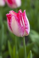 Tulipa 'Paradis des bonbons' 