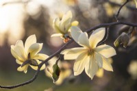 Magnolia 'Daphné' - Avril 