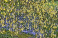 Corylopsis glabrescens fleurit au printemps - mars 