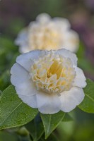 Camellia japonica 'Brushfield's Yellow' fleurit au printemps - mars 