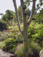 Betula Utilis Jacquemonti - Tronc de bouleau argenté dans le jardin d'automne 