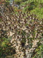 Eryngium giganteum - Capitules séchés de houx de mer 