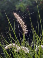 Pennisetum alopecuroides 'Hameln' - Herbe de fontaine chinoise et toiles d'araignées 