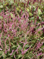 Persicaria amplexicaulis Pink Elephant, automne septembre 