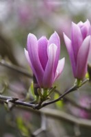 Magnolia 'Parfum du Ciel' 