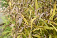 Chasmanthium latifolium en automne - folle avoine d'Amérique du Nord 