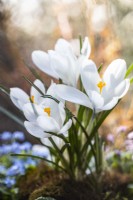 Crocus vernus 'Jeanne d'Arc', avril 