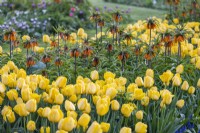 Tulipa 'Golden Parade' avec Fritillaria Imperialis 