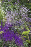 Thalictrum « Splendide » et Salvia nemerosa « Caradonna. RHS Iconic Horticultural Hero Garden, Designer : Carol Klein 
