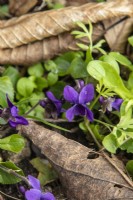 Viola odorata - violette douce - mars 