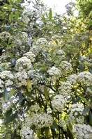 Fleurs ovales blanc crème de Viburnum pragense à plusieurs tiges, mai 