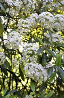 Fleurs ovales blanc crème de Viburnum pragense à plusieurs tiges, mai 