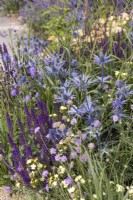 Eryngium zabelii 'Big Blue et Salvia 'Caradonna' - RHS Iconic Horticultural Hero Garden, Designer : Carol Klein 