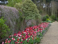  Vue le long d'un parterre de tulipes mélangées rouges et roses, sur le mur se trouve Felicia petiolata en fleurs. Ancien presbytère de East Ruston Norfolk 