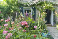 Vue d'un jardin devant une maison victorienne en été avec Rosa 'Boscobel' fleurie dans un parterre de fleurs. Rosa 'Francis E. Lester' s'est formée au-dessus de la porte d'entrée et de la fenêtre avec volets. Peut. 