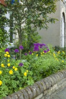 Petit jardin de devant derrière un muret de briques planté d'alliums violets, de coquelicots gallois jaunes - Meconopsis cambrica - Brunnera, de lys et d'un pommier sauvage. Peut. 