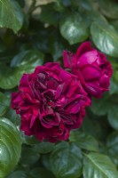 Rosa 'Highgrove' - syn. Rosa 'Hornightshade'. Gros plan de fleurs en juin. 