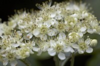 Air de Sorbus (Whitebeam). Arbre. Fleur. Fleurir. 