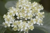 Air de Sorbus (Whitebeam). Arbre. Fleur. Fleurir. 
