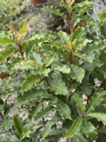 Photinia serratifolia Croquant, printemps mai 