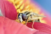 Helophilus pendulus - Hover Fly se nourrissant de pollen 