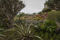 Une vue sur les célèbres haies en damier du jardin botanique de Madère, avec diverses plantes succulentes au premier plan. Été. 