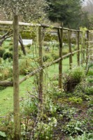 Écran en bois dans le jardin clos de Cerney House Gardens en mars avec des grimpeurs 