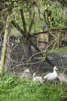 Canards dans un enclos 