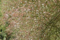 Fleur de cerisier dans le jardin clos de Cerney House en mars 
