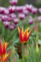 Tulipa 'Fly Away' - Tulipe à fleurs de lys 