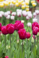 Tulipa 'Arc de Triomphe' - Tulipe frangée 