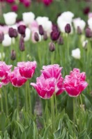 Tulipa 'Fancy Frills' - Tulipe frangée 
