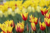 Tulipa 'Fire Wings' - Tulipe à Fleurs de Lys 